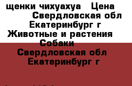 щенки чихуахуа › Цена ­ 6 000 - Свердловская обл., Екатеринбург г. Животные и растения » Собаки   . Свердловская обл.,Екатеринбург г.